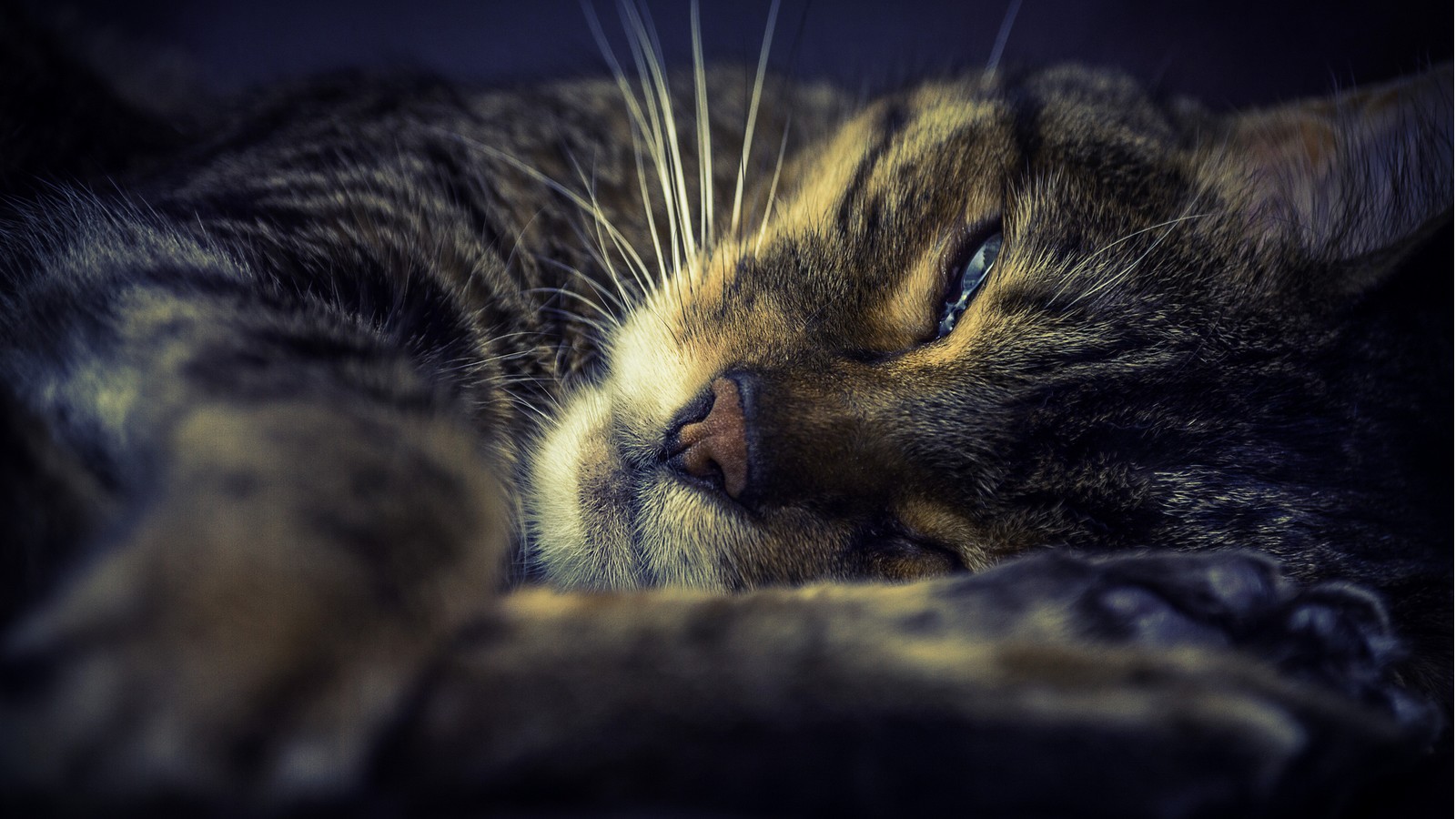 An diesen Anzeichen kann man erkennen, dass die geliebte Katze bald sterben wird 61 Katze