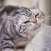 Darum lecken Katzen so gerne an Plastiktüten - und wann es gefährlich wird 54 Katze knabbert an Plastik