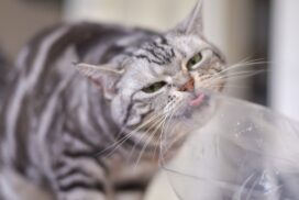 Darum lecken Katzen so gerne an Plastiktüten - und wann es gefährlich wird 62 Darum lecken Katzen so gerne an Plastiktüten – und wann es gefährlich wird