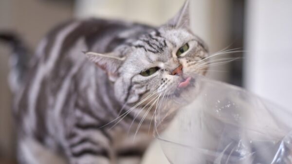 Darum lecken Katzen so gerne an Plastiktüten - und wann es gefährlich wird 36 Katze knabbert an Plastik