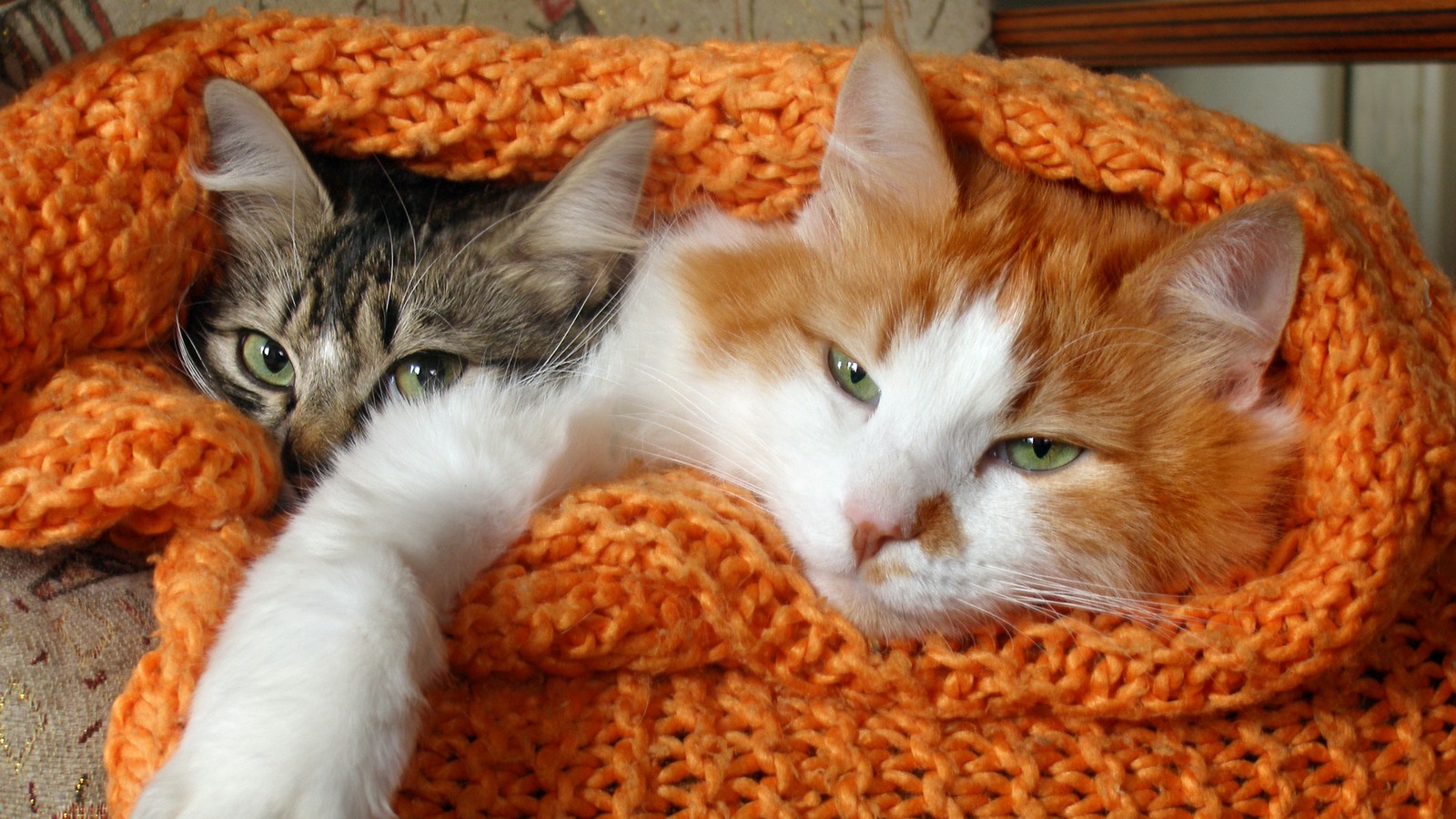 Fellwechsel bei der Katze im Herbst: Dieser Fehler kann Haarballen begünstigen 72 Katze