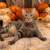 Fellwechsel bei der Katze im Herbst: Dieser Fehler kann Haarballen begünstigen 61 Katze im Herbst