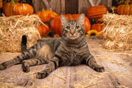 Fellwechsel bei der Katze im Herbst: Dieser Fehler kann Haarballen begünstigen 62 Fellwechsel bei der Katze im Herbst: Dieser Fehler kann Haarballen begünstigen