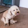 Phänomen "Schlittenfahren": Darum rutschen Hunde mit dem Po über den Boden 56 Hund rutscht auf dem Boden