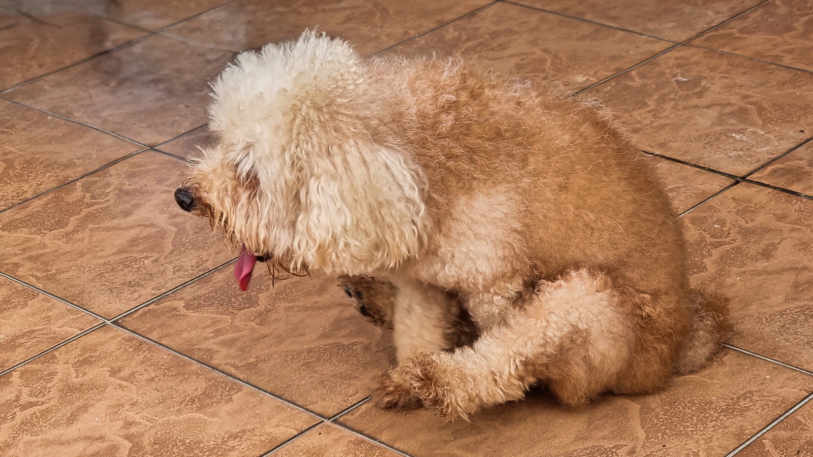 Phänomen "Schlittenfahren": Darum rutschen Hunde mit dem Po über den Boden 72 Hund rutscht auf dem Boden