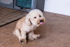 Phänomen "Schlittenfahren": Darum rutschen Hunde mit dem Po über den Boden 62 Phänomen „Schlittenfahren“: Darum rutschen Hunde mit dem Po über den Boden