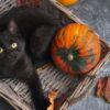 Katze und Kürbis