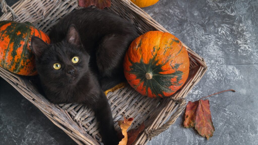 Katze und Kürbis