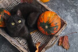 Diese Herbst-Deko ist für Hunde und Katzen giftig 62 Diese Herbst-Deko ist für Hunde und Katzen giftig