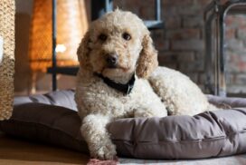 „Die Kanzlei“: Das Geheimnis um Hund Teddy – was viele Zuschauer nicht wissen 62 „Die Kanzlei“: Das Geheimnis um Hund Teddy – was viele Zuschauer nicht wissen