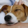 Warum Hunde ihren Kopf auf unseren Schoß legen – dahinter steckt eine besondere Botschaft 52 Hund