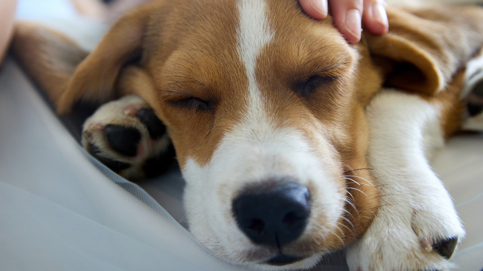 Warum Hunde ihren Kopf auf unseren Schoß legen – dahinter steckt eine besondere Botschaft 72 Hund
