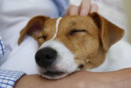 Warum Hunde ihren Kopf auf unseren Schoß legen – dahinter steckt eine besondere Botschaft