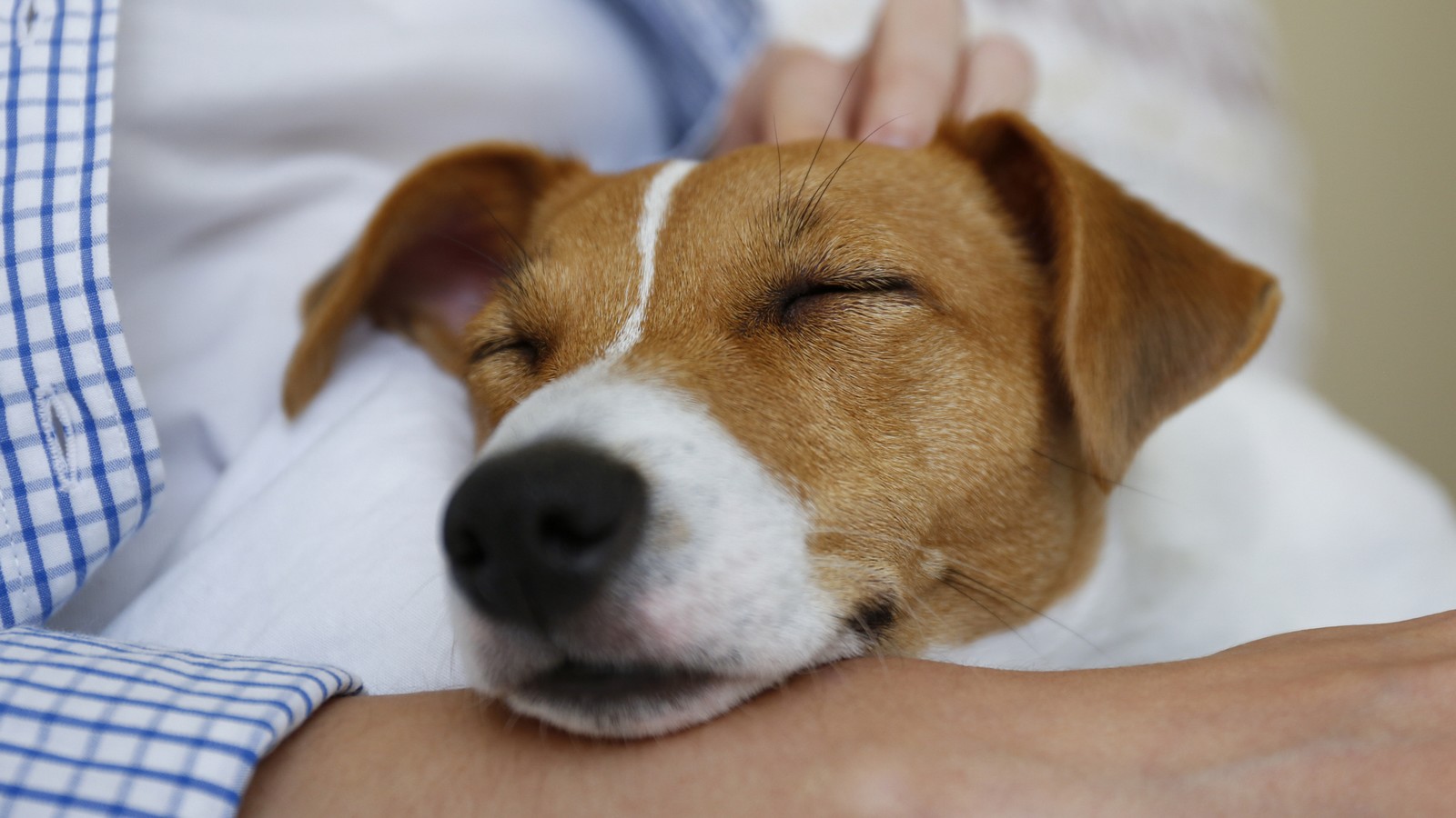 Warum Hunde ihren Kopf auf unseren Schoß legen – dahinter steckt eine besondere Botschaft 61 Hund