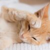 Warum Katzen beim Schlafen ihre Pfoten vors Gesicht legen - dahinter steckt ein süßer Grund 50 Katze