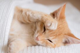 Warum Katzen beim Schlafen ihre Pfoten vors Gesicht legen – dahinter steckt ein süßer Grund