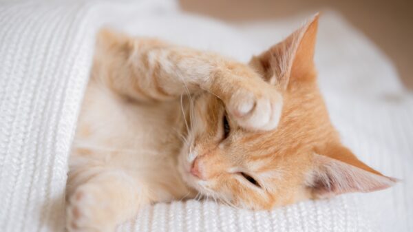 Warum Katzen beim Schlafen ihre Pfoten vors Gesicht legen - dahinter steckt ein süßer Grund 36 Katze