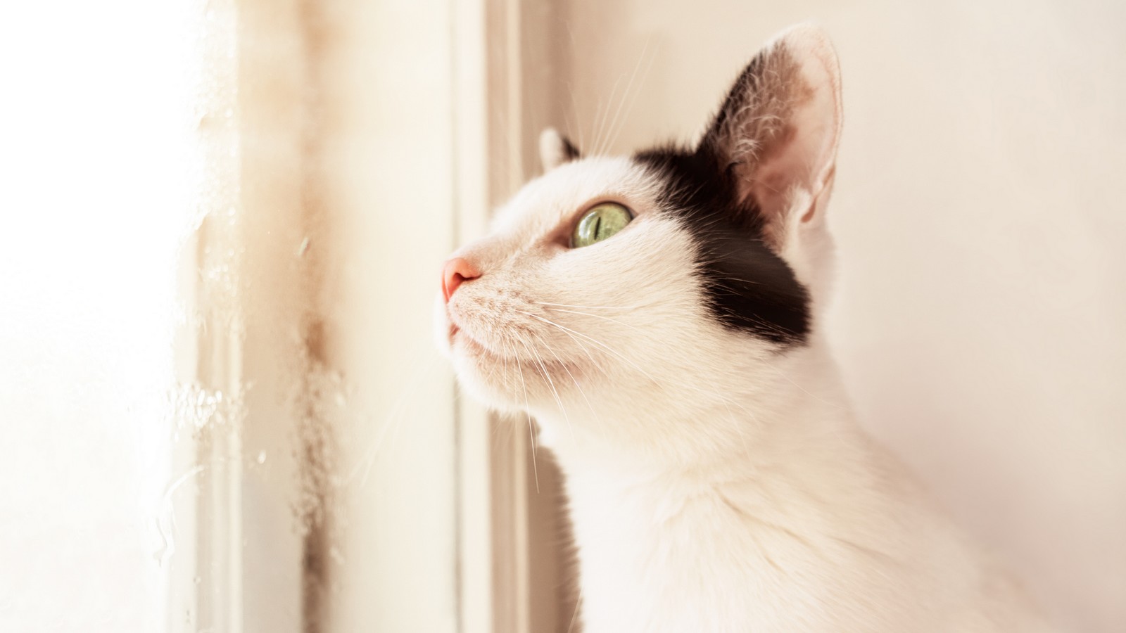 Kurioses Phänomen: Darum starren Katzen minutenlang die Wand an 72 Katze