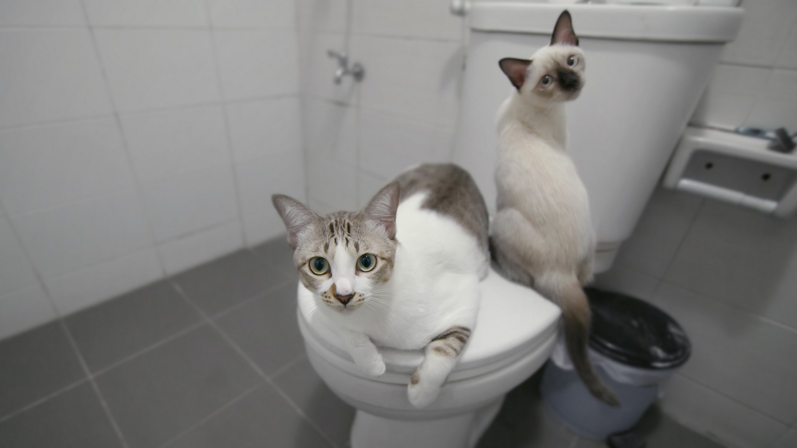 Warum folgt mir meine Katze ständig aufs Klo? Das steckt dahinter 72 Katze auf der Toilette
