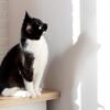 Kurioses Phänomen: Darum starren Katzen minutenlang die Wand an 54 Katze starrt Wand an