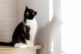 Kurioses Phänomen: Darum starren Katzen minutenlang die Wand an