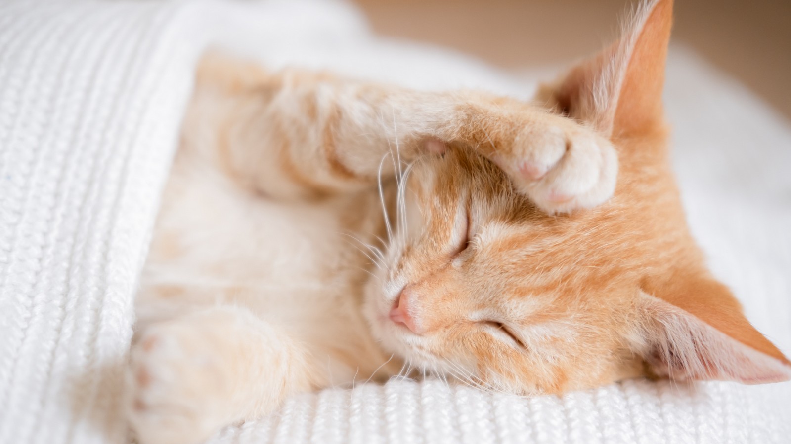 Warum Katzen beim Schlafen ihre Pfoten vors Gesicht legen - dahinter steckt ein süßer Grund 72 Katze