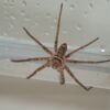 Darum sitzen Spinnen im Herbst plötzlich in der Badewanne 42 Spinne im Badezimmer