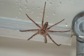 Darum sitzen Spinnen im Herbst plötzlich in der Badewanne 62 Darum sitzen Spinnen im Herbst plötzlich in der Badewanne