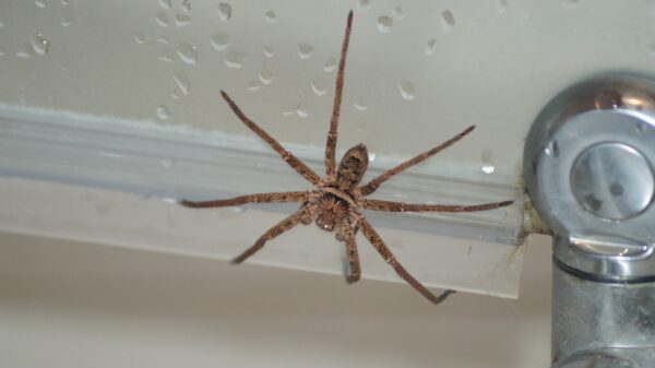 Darum sitzen Spinnen im Herbst plötzlich in der Badewanne 16 Spinne im Badezimmer