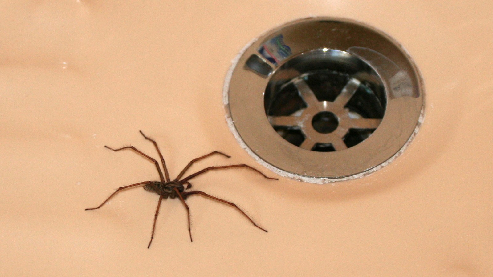 Darum sitzen Spinnen im Herbst plötzlich in der Badewanne 72 Spinne im Badezimmer